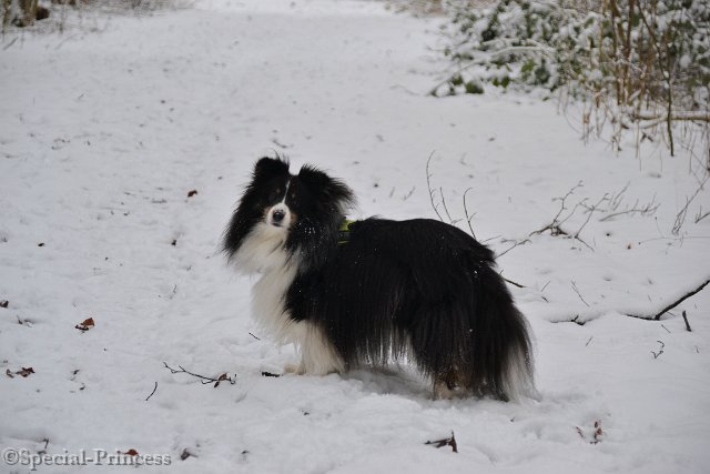 Mojo in de sneeuw